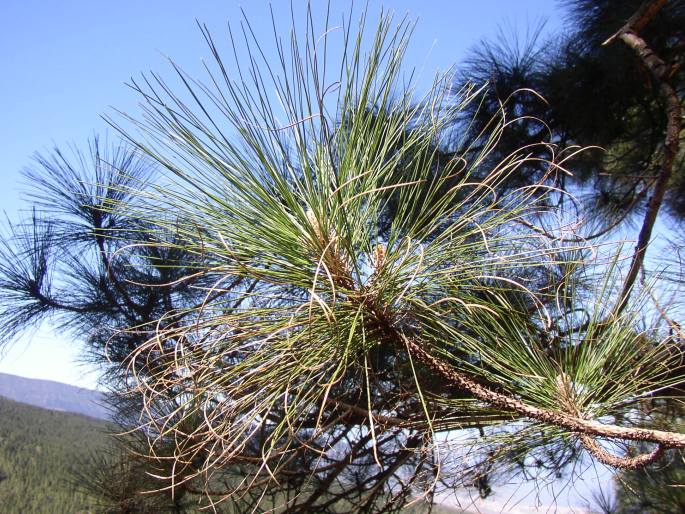 PINUS CANARIENSIS C. Sm. – borovice kanárská / borovica kanárska