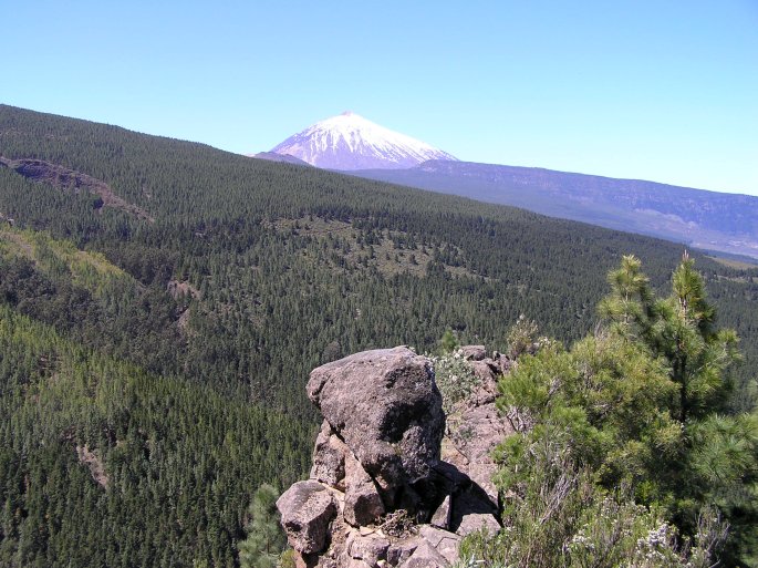 Pinus canariensis