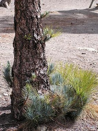 Pinus canariensis