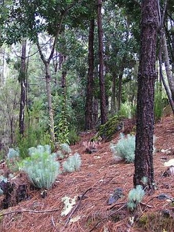 Pinus canariensis