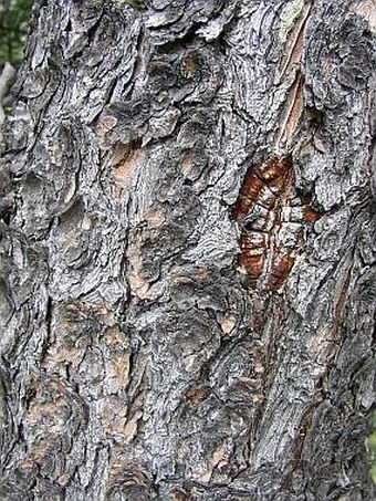 Pinus cembra