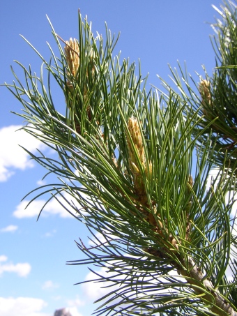 Pinus cembra