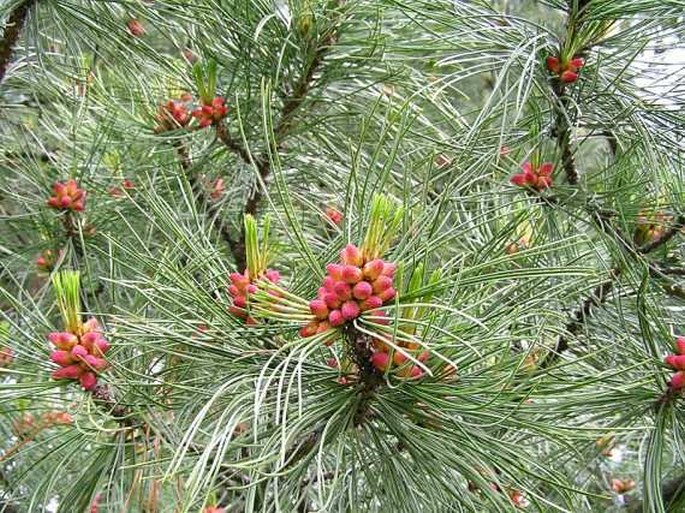 Pinus cembra