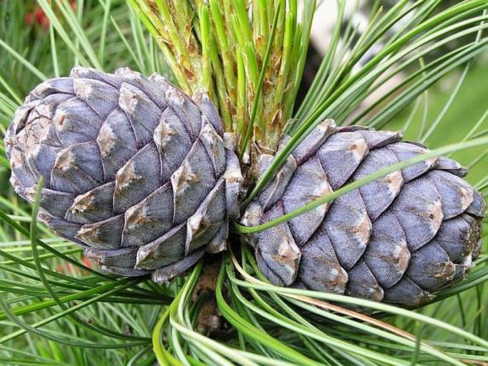 Pinus cembra