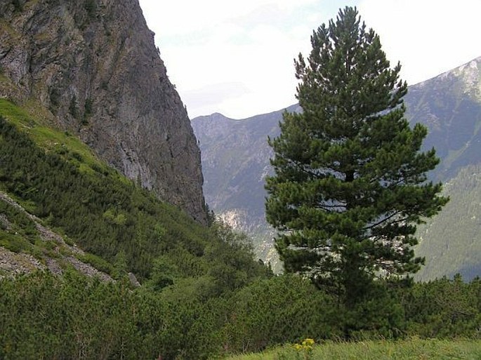 Pinus cembra