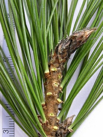 Pinus cembra