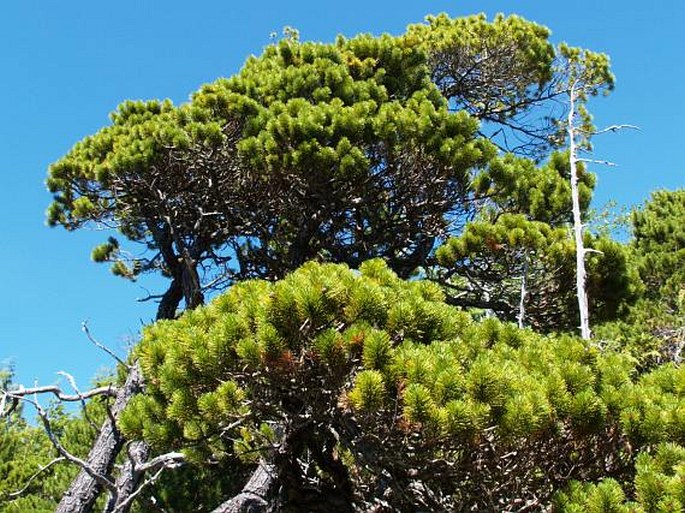 PINUS CONTORTA Douglas ex Loudon subsp. CONTORTA – borovice pokroucená pravá / borovica