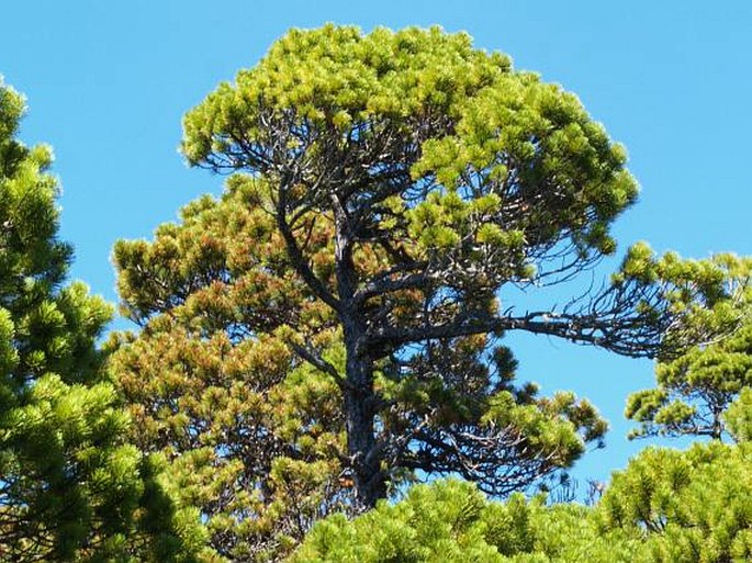 Pinus contorta