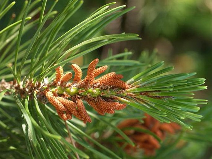 Pinus contorta