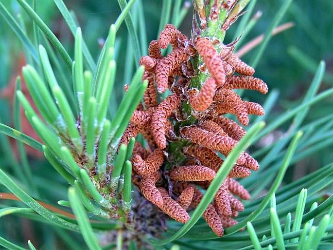 Pinus contorta