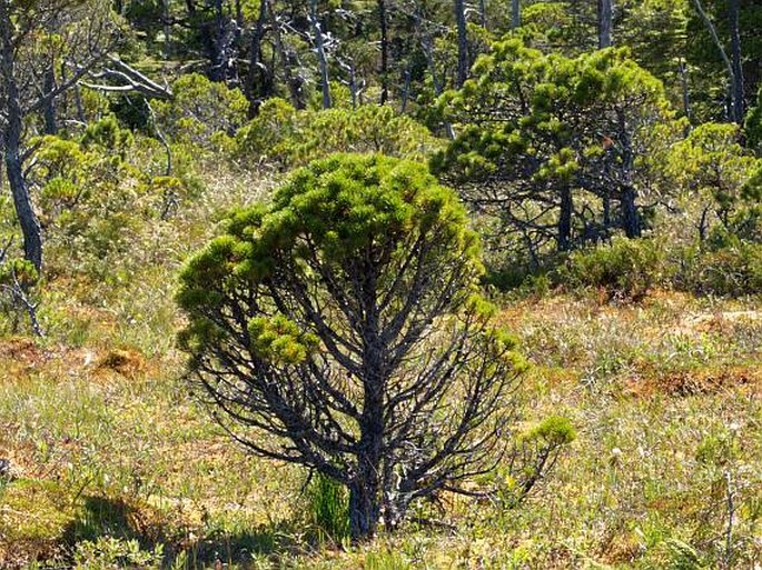 Pinus contorta