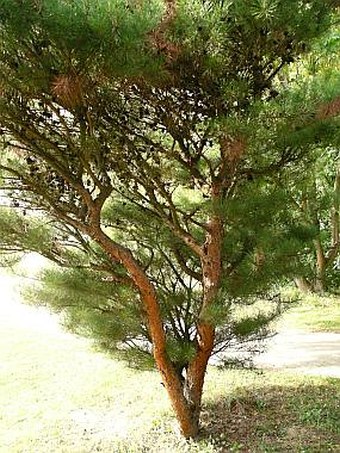 Pinus densiflora