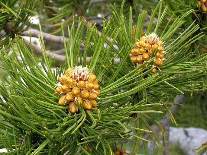 Pinus heldreichii