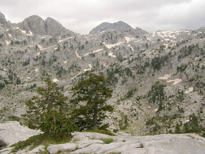 Pinus heldreichii