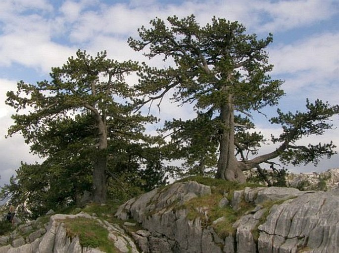 PINUS HELDREICHII H. Christ – borovice Heldreichova / borovica