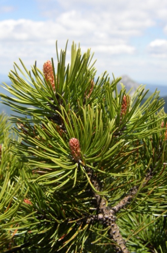 Pinus mugo