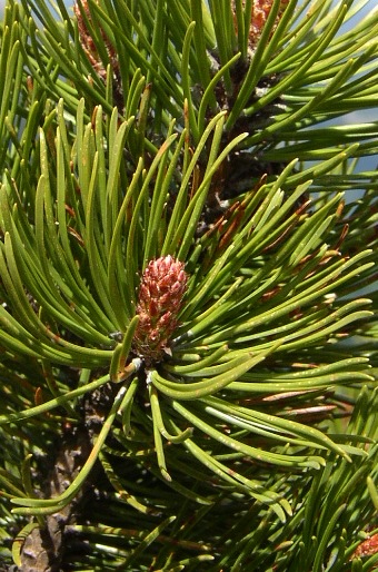 Pinus mugo