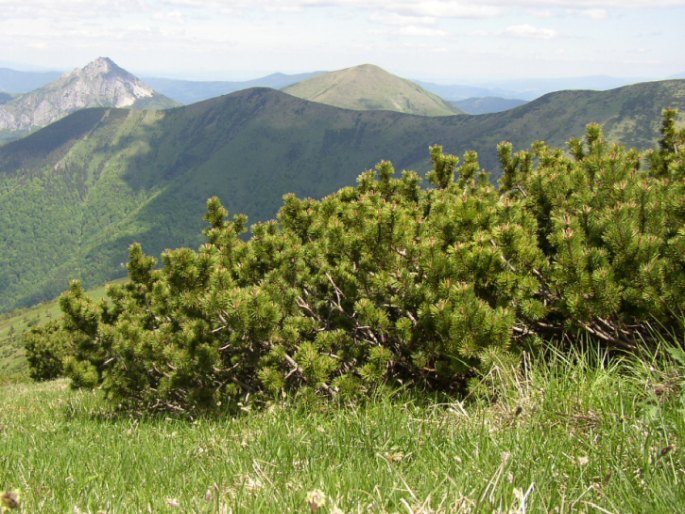 PINUS MUGO Turra – borovice kleč / kosodrevina