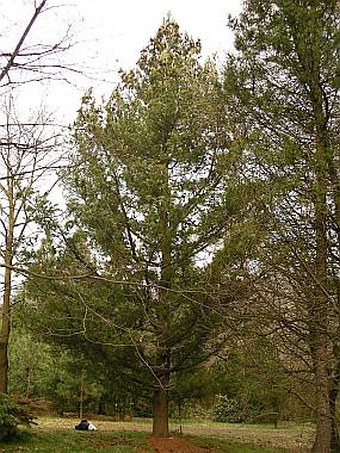 Pinus peuce