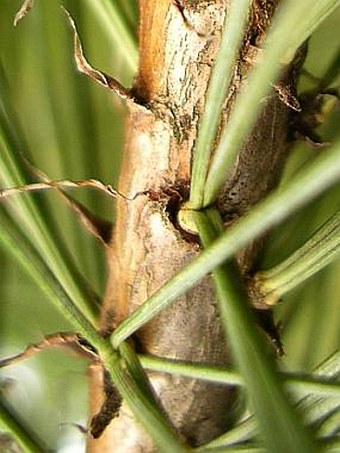 Pinus peuce