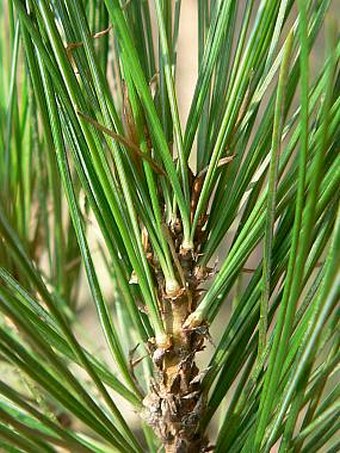 Pinus peuce