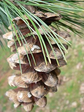 Pinus peuce