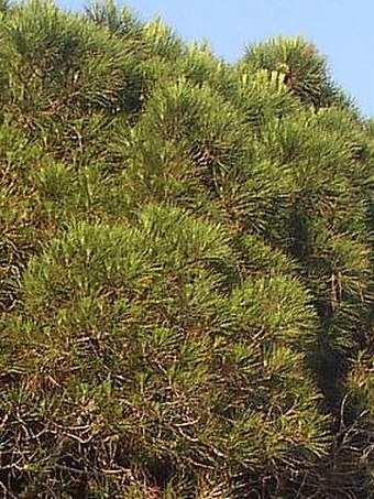 Pinus pinea