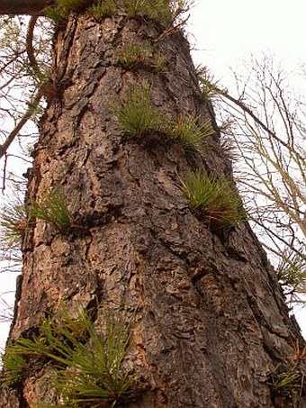 Pinus rigida