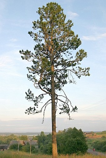 Pinus cembra subsp. sibirica