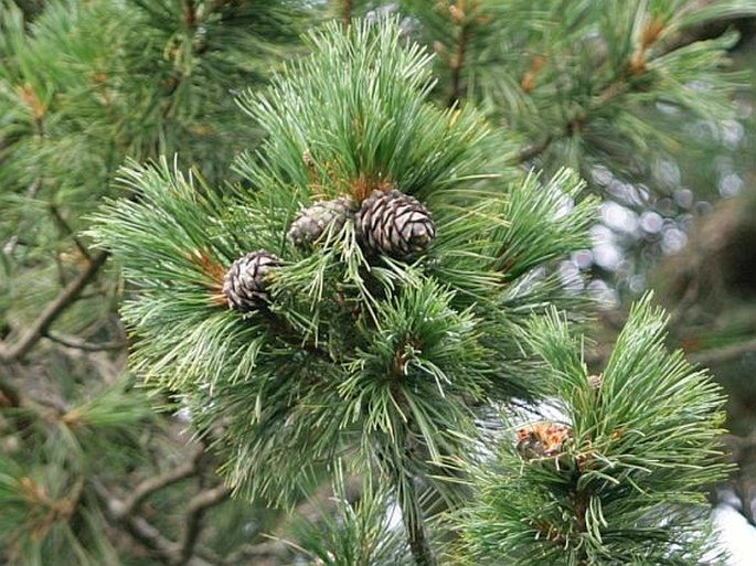 PINUS CEMBRA subsp. SIBIRICA (Du Tour) Krylov – borovice (limba) sibiřská / borovica