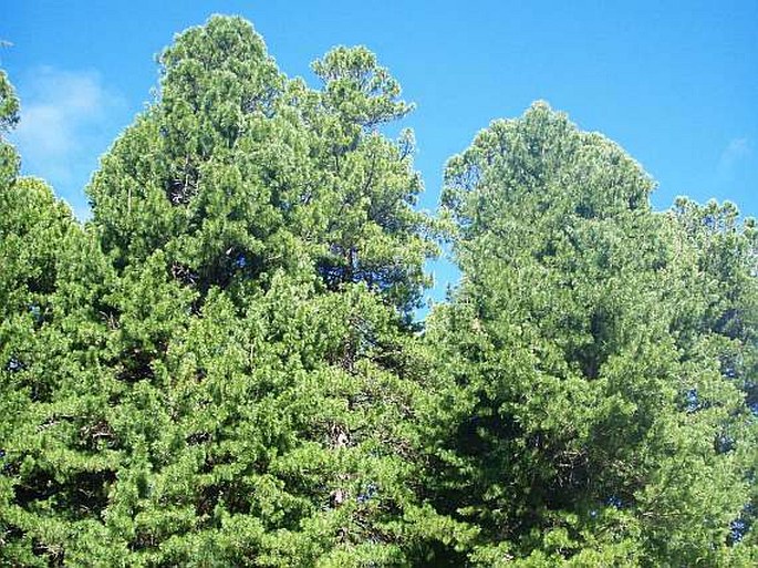 Pinus cembra subsp. sibirica