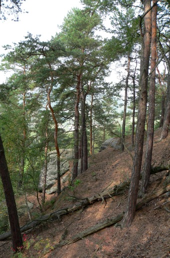 Pinus sylvestris