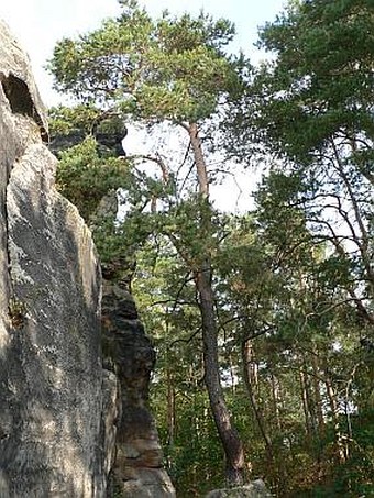 Pinus sylvestris