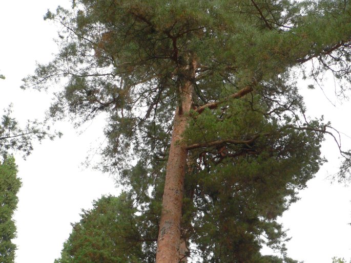 Pinus sylvestris