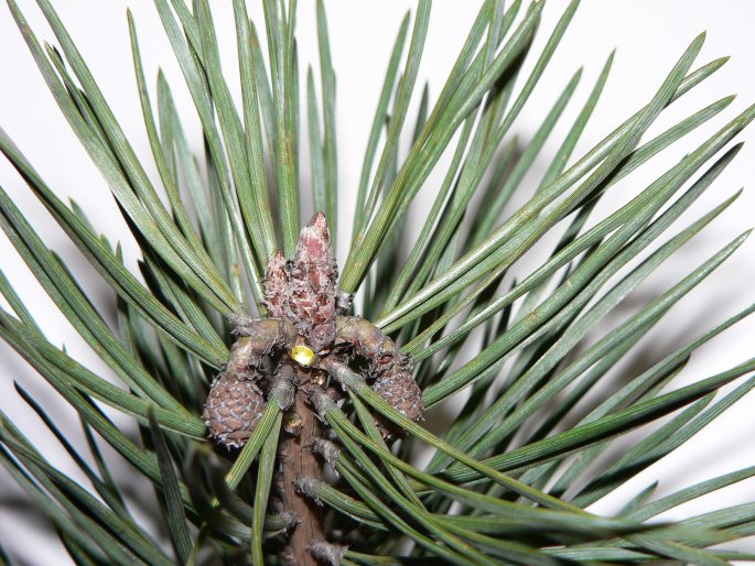 Pinus sylvestris