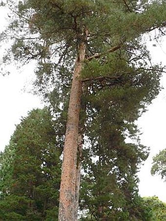 Pinus sylvestris