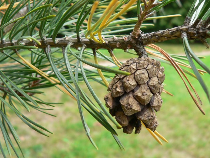 Pinus sylvestris