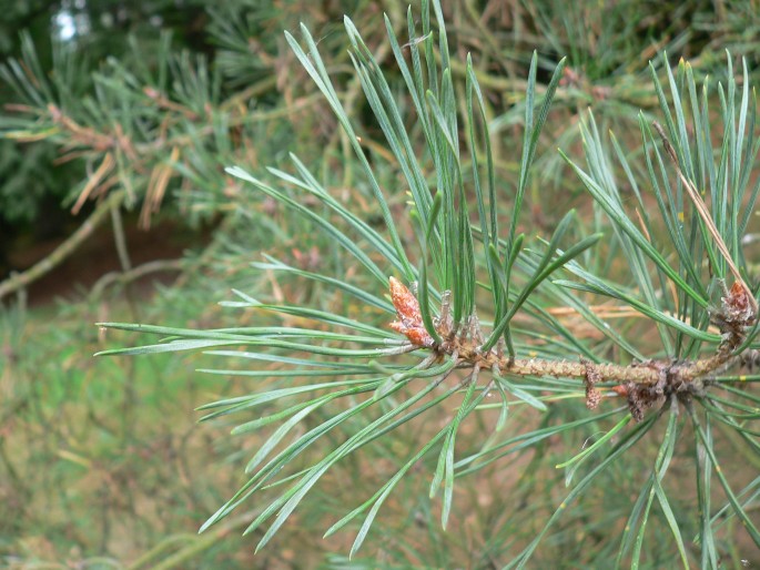 Pinus sylvestris