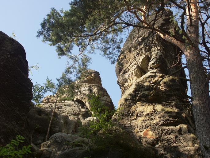 Pinus sylvestris