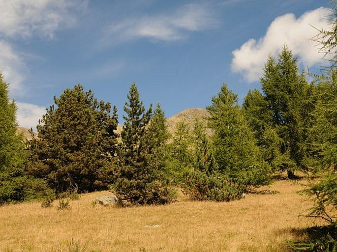 Pinus uncinata