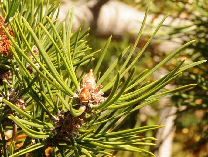 Pinus uncinata