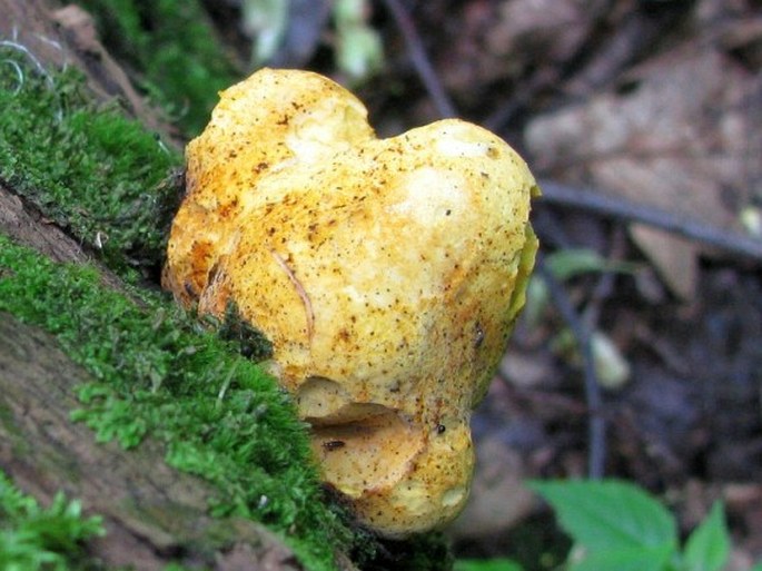 Piptoporus quercinus