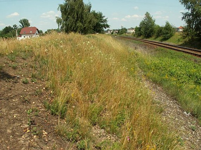 Písčina u Tišic – přírodní památka