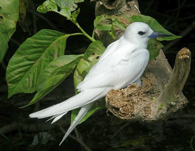 Pisonia grandis