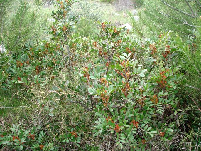 Pistacia lentiscus