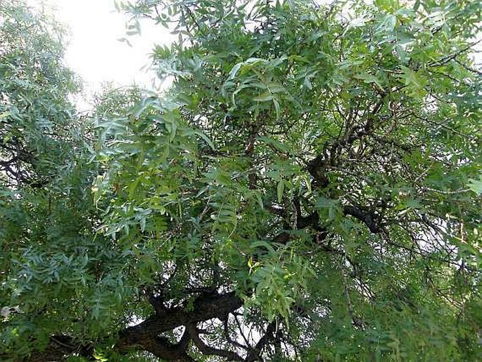 Pistacia atlantica