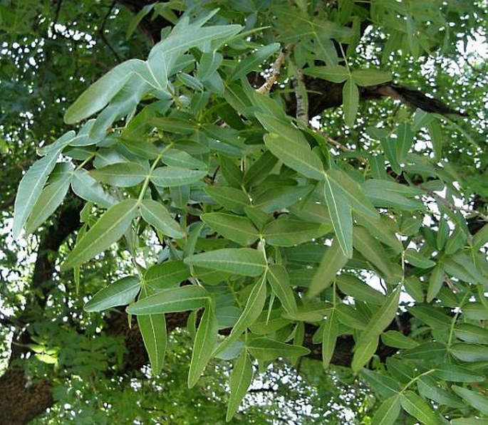 Pistacia atlantica