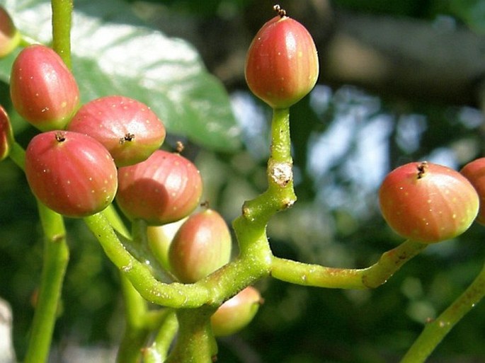 Pistacia atlantica