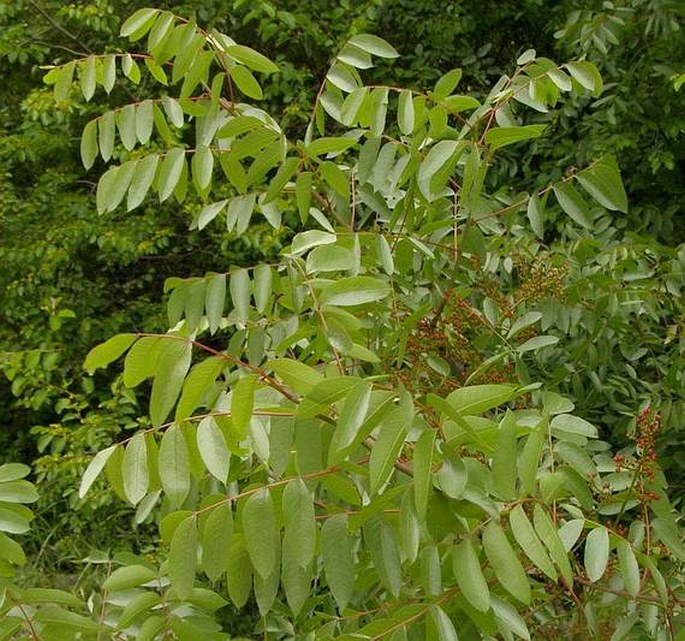 Pistacia terebinthus