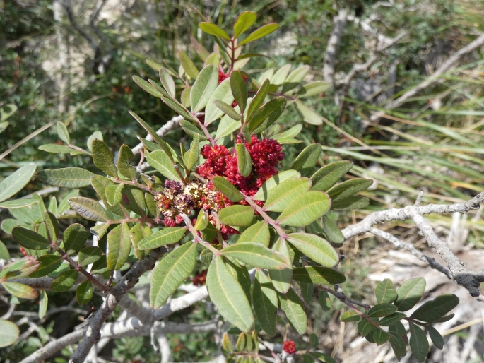 Pistacia lentiscus